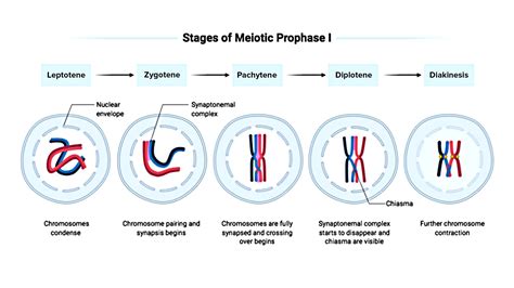 Meiosis review (article) .